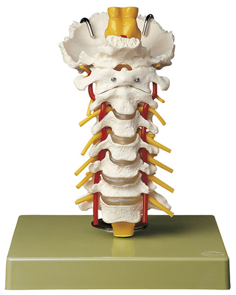 Cervical Vertebral Column