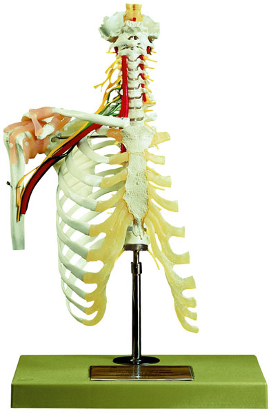 Cervical Vertebral Column with Shoulder Girdle