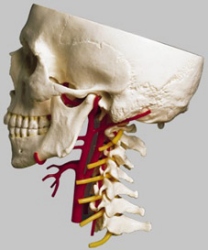 Base of Skull with Arteries