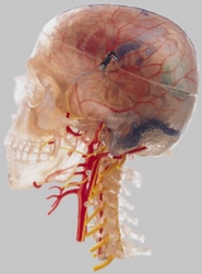 Neuroanatomie - Kopfmodell