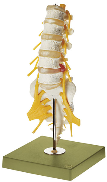 Lumbar Vertebral Column