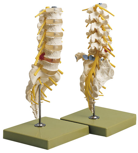 Lumbar Vertebral Column