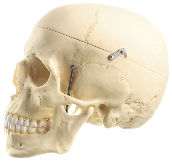 Artificial Human Skull