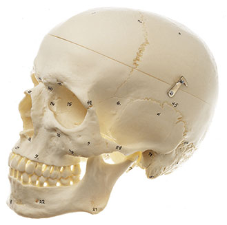 Artificial Human Skull