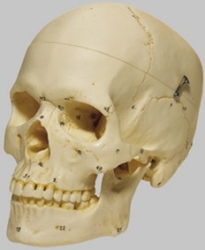 Artificial Human Skull, Female