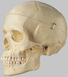 Artificial Human Skull, Female