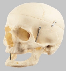 Artificial Human Skull