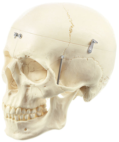 Artificial Human Skull