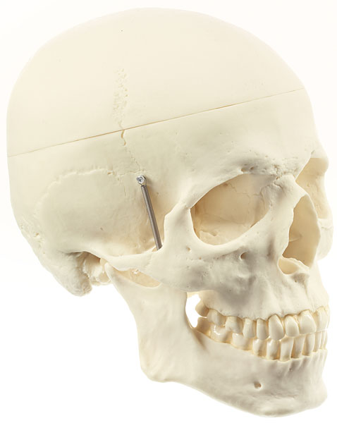 Artificial Human Skull