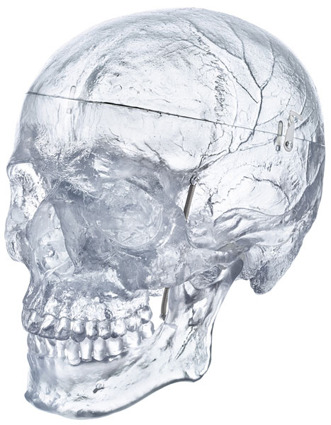 Artificial Human Skull, Transparent