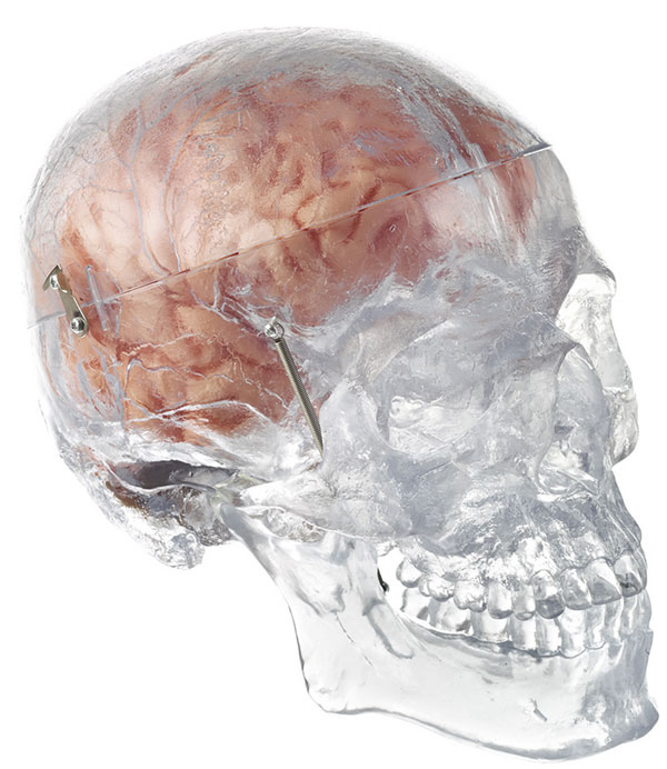 Artificial Transparent Male Human Skull with 8-part Brain 