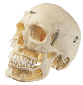 Artificial Skull of an Adult