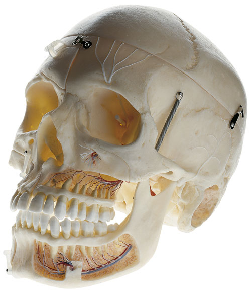 Artificial Demonstration Skull of an Adult