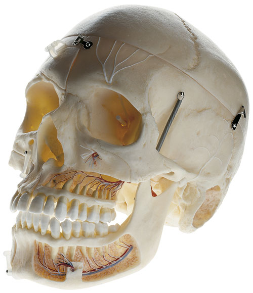 Schädel, Demontrationsmodell, 10-teilig