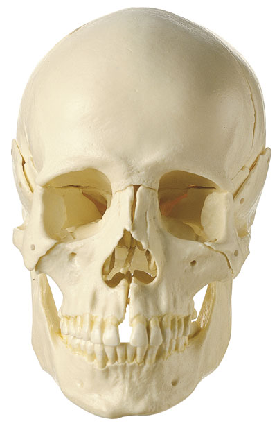 14-Piece Model of the Skull