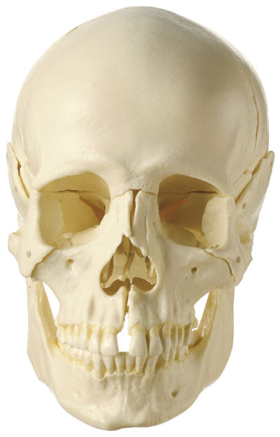 18-Piece Model of the Skull