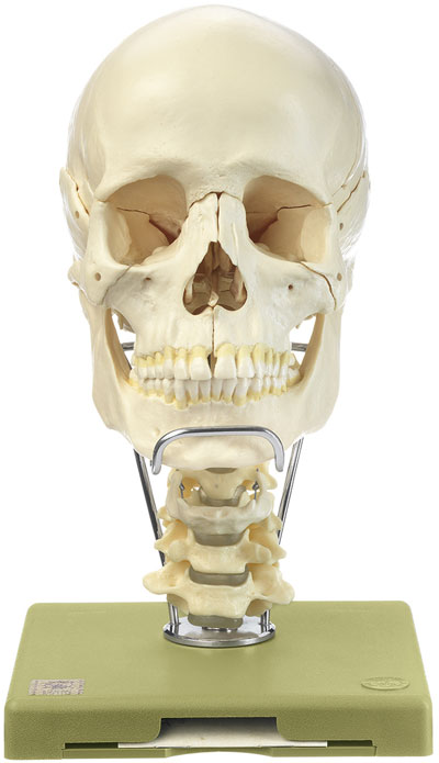 18-Piece Model of the Skull with Cervical Vertebral Column and Hyoid Bone
