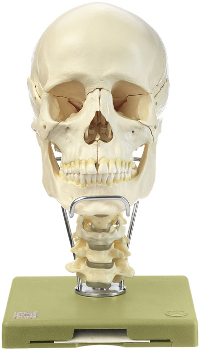 Schädel 18-teilig mit Halswirbelsäule und Zungenbein