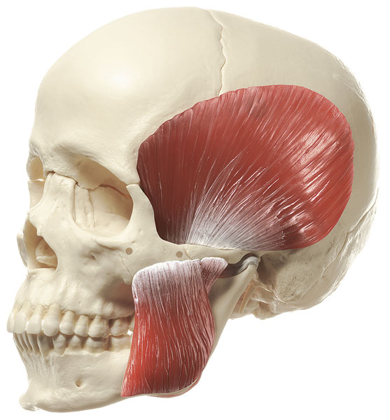 18-Piece Model of the Skull with Masticatory Muscles