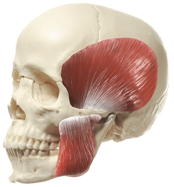 Schädel 18-teilig mit Kaumuskulatur