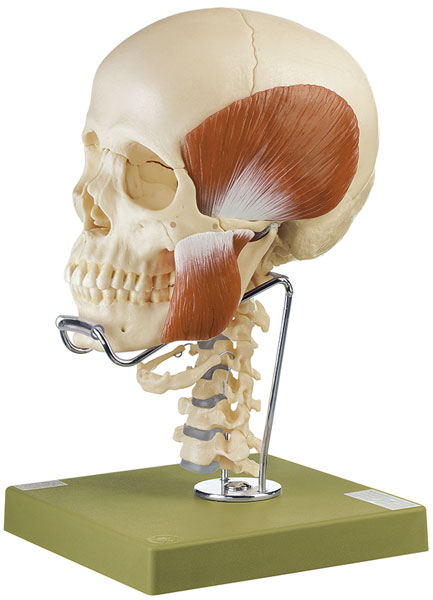 14-Piece Model of the Skull with Cervical Vertebral Column, Hyoid Bone and Mast. Muscles