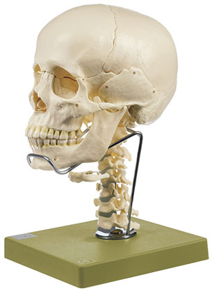 14-Piece Model of the Skull with Cervical Vertebral Column and Hyoid Bone