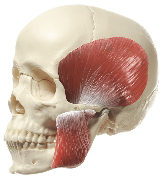 14-Piece Model of the Skull with Masticatory Muscles