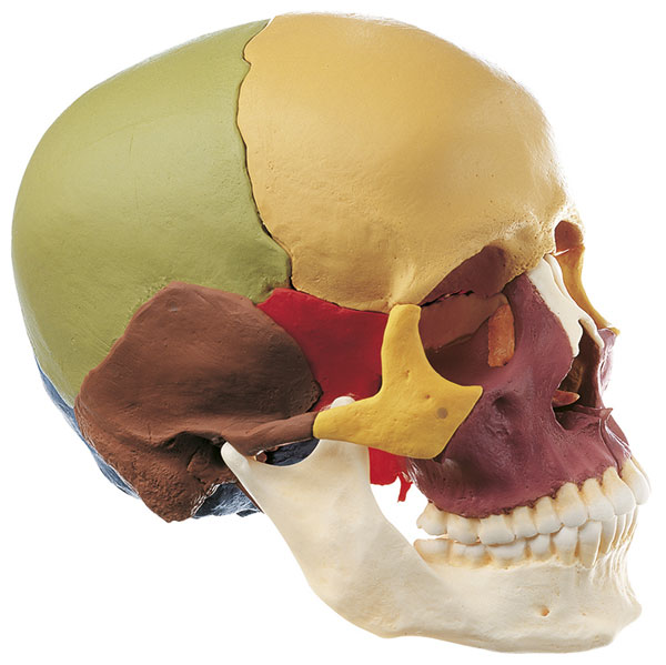 14-Piece Model of the Skull