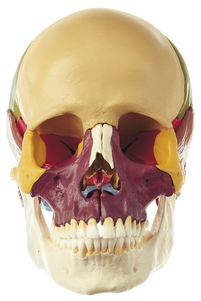 18-Piece Model of the Skull