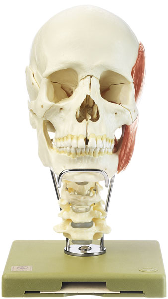 18-Piece Model of the Skull with Cervical Vertebral Column, Hyoid Bone and Mast. Muscles