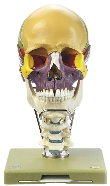 18-Piece Model of the Skull with Cervical Vertebral Column
