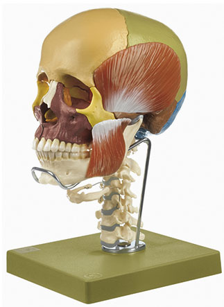14-Piece Model of the Skull with Cervical Vertebral Column, Hyoid Bone and Mast. Muscles