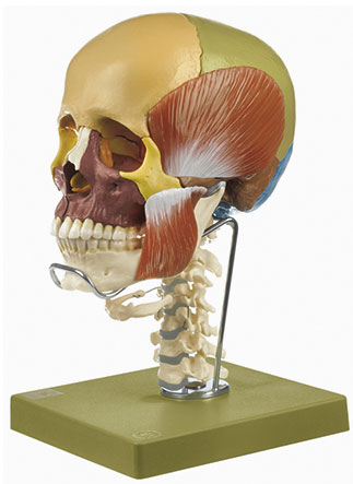 Schädel 14-teilig mit Halswirbelsäule, Zungenbein und Kaumuskulatur