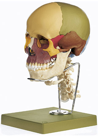 14-Piece Model of the Skull with Cervical Vertebral Column