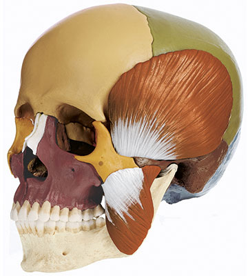 14-Piece Model of the Skull with Masticatory Muscle