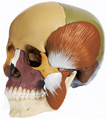 Schädel 14-teilig mit Kaumuskulatur