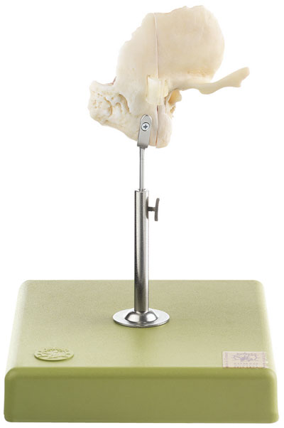 Artificial Temporal Bone with bony labyrinth