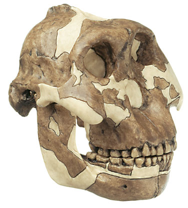 Reconstruction of a Skull of Paranthropus boisei