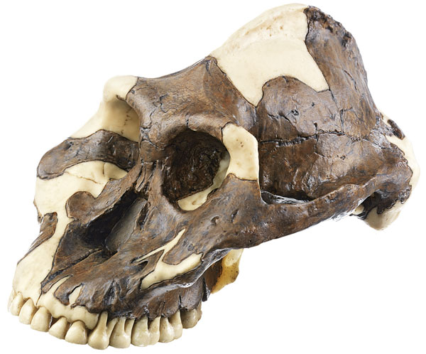 Reconstruction of a Skull of Paranthropus aethiopicus 