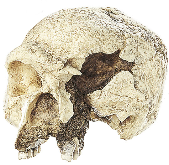 Reconstruction of a Skull of Homo steinheimenis