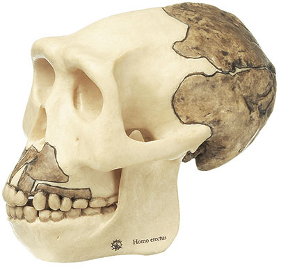 Reconstruction of a Skull of Homo Erectus