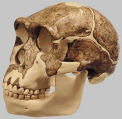 Reconstruction of a Skull of Homo ergaster (KNM-ER 3733)