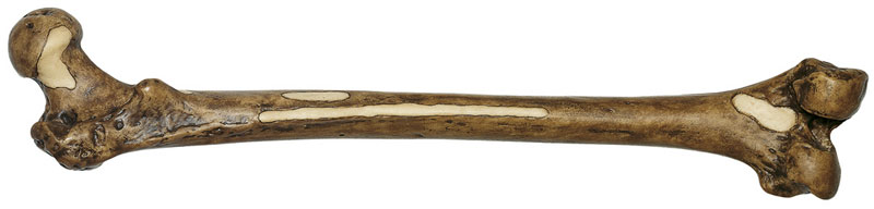 Reconstruction of Femur of Homo Erectus (Trinil 3)