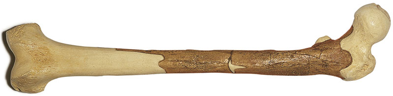 Reconstruction of Femur of Homo ergaster