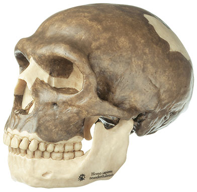 Reconstruction of a Skull of Homo neanderthalensis