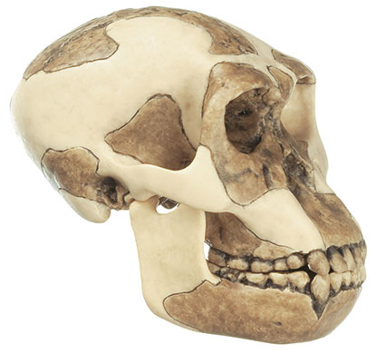 Reconstruction of a Skull of Homo Habilis (O.H. 24)