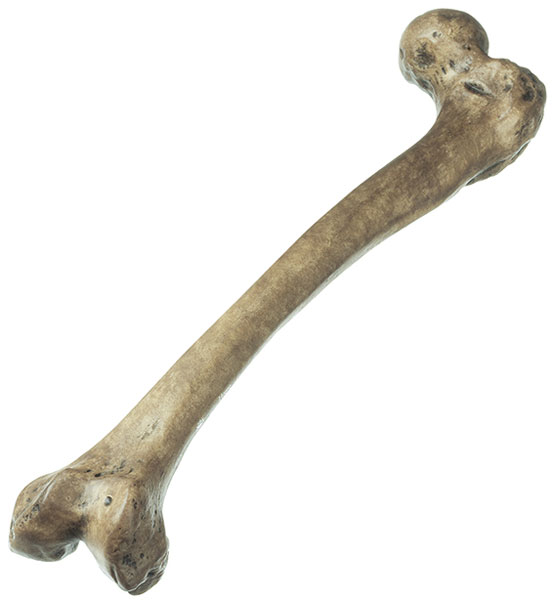 Reconstruction of Femur of Homo neanderthalensis