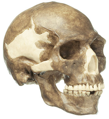 Reconstruction of a Skull of Homo sapiens