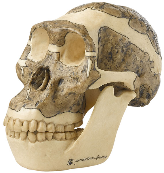 Reconstruction of a Skull of Australopithecus Africanus