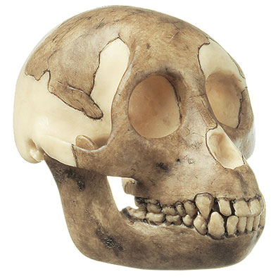 Reconstruction of a Skull of Proconsul africanus